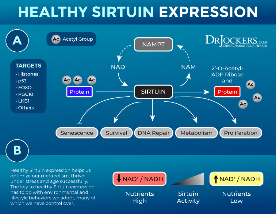 sirtuins, sirtuins:它们是什么以及如何激活它们以促进健康衰老gydF4y2Ba