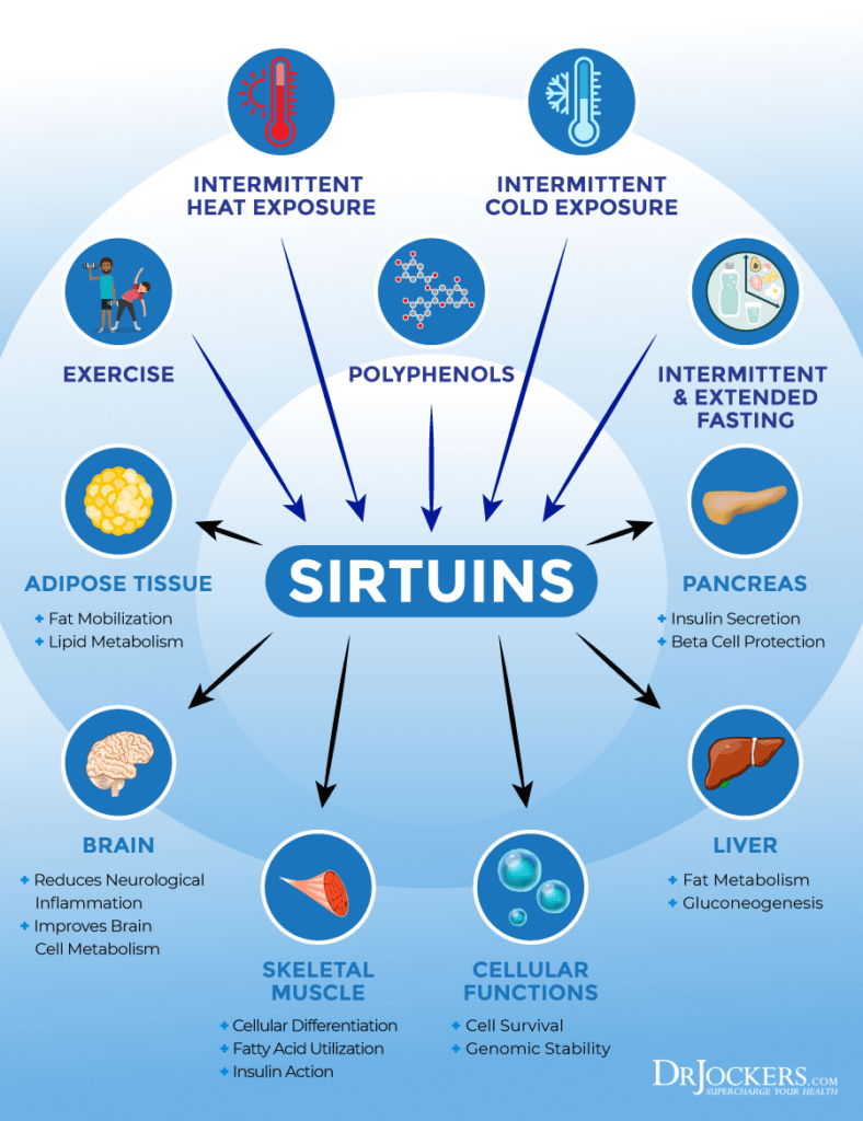 sirtuins, sirtuins:它们是什么以及如何激活它们以促进健康衰老gydF4y2Ba